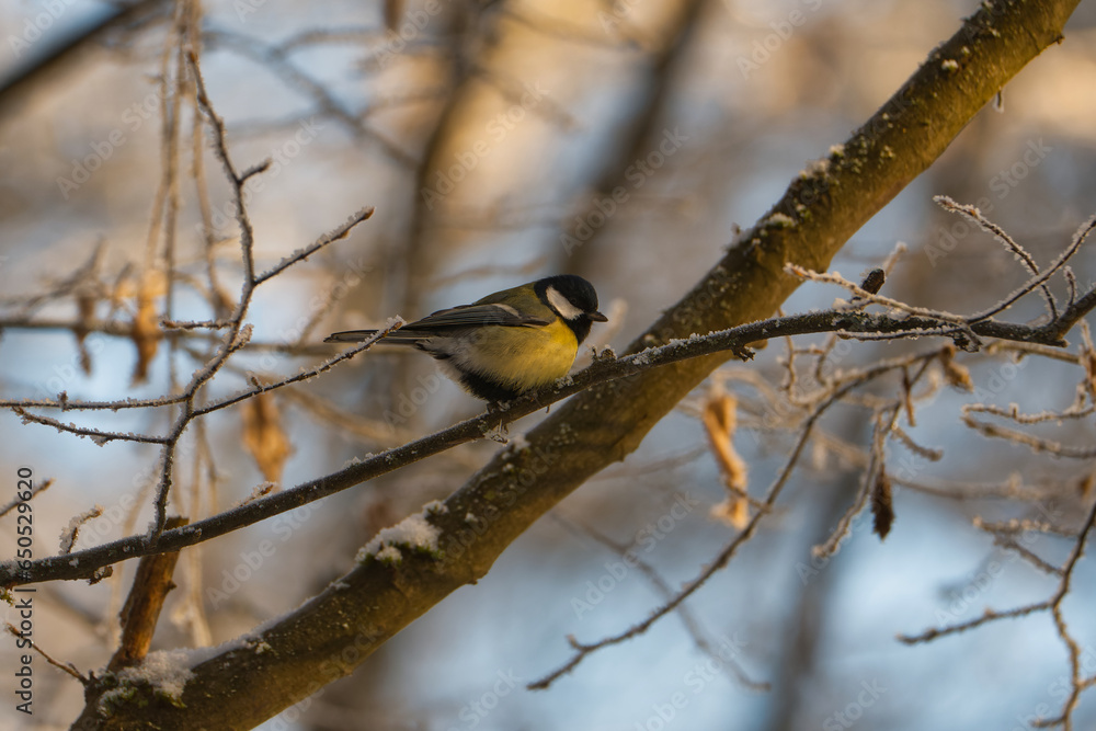 Great, Parus major, Single bird on branch Great, Parus major, Single bird on branch