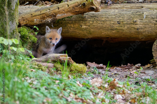 Cute red fox cub coming out of a den in forest in springtime. Red fox in the forest