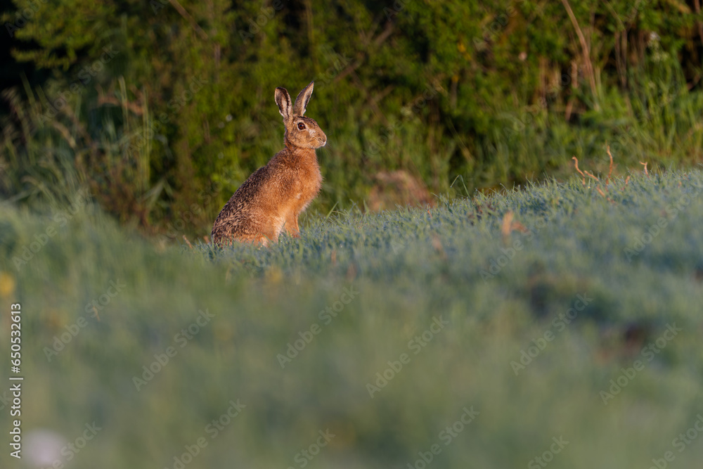 Rabbit in the woods. Rabbit in the grass, Hare. (Lepus europaeus) Rabbit in the woods. Rabbit in the grass, Hare. (Lepus europaeus)