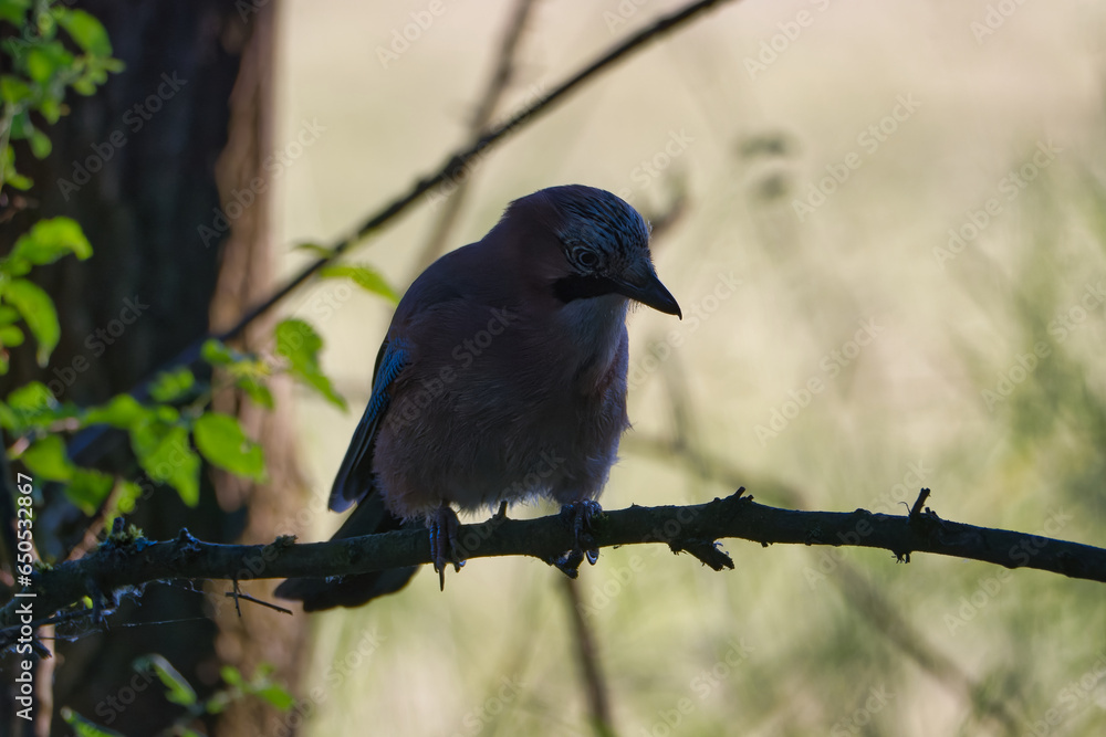 Jay (Garrulus glandarius) sits on a branch in the woods. Blue jay on a branch Jay (Garrulus glandarius) sits on a branch in the woods. Blue jay on a branch
