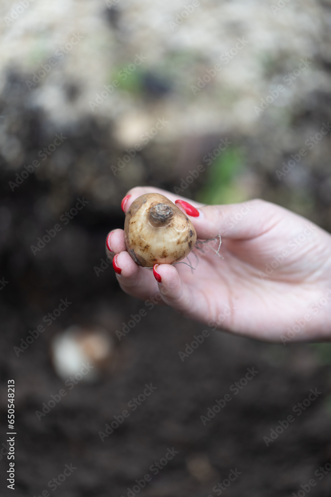 hand holding daffodil bulbs before planting in the ground