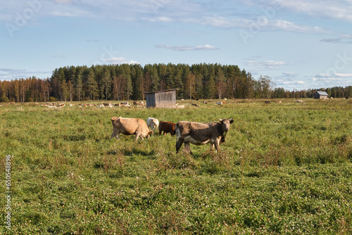 cows in meadow in autumn, Finland