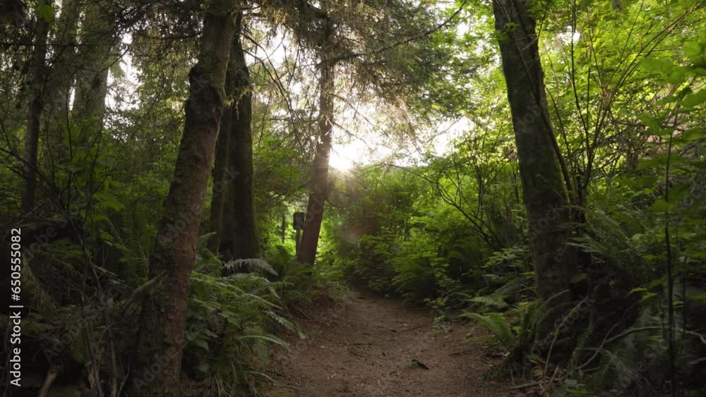 Lush forest trail with sunlight coming through trees, walking path, ecosystem 4K 24FPS Lush forest trail with sunlight coming through trees, walking path, ecosystem 4K 24FPS