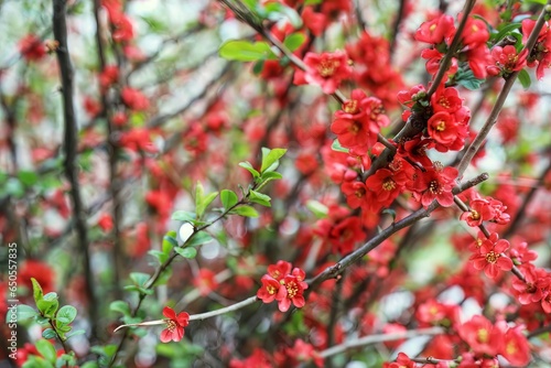 Blossoming Branches: A Spring Symphony in Red