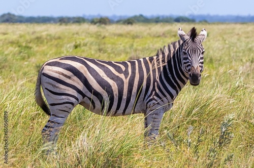 Zebras on the African continent constitute one of the most important rings of safari.