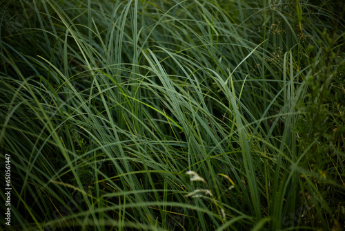 Green tall grass blown by the wind