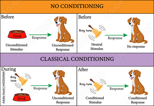 Pavlov's dog experiment . Vector illustration