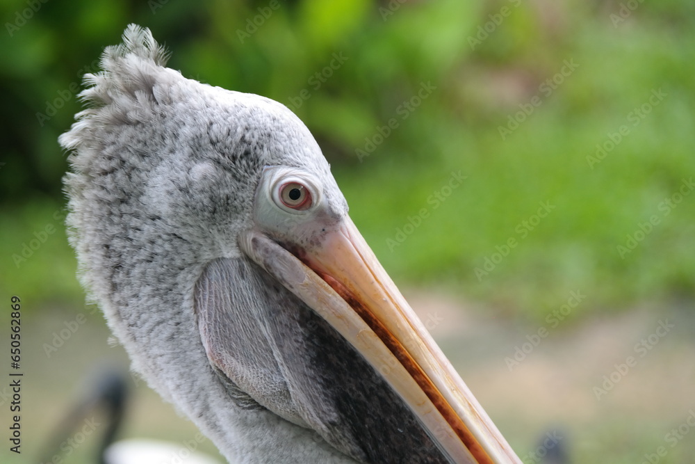 Obraz premium Pelican performing a show at the zoo