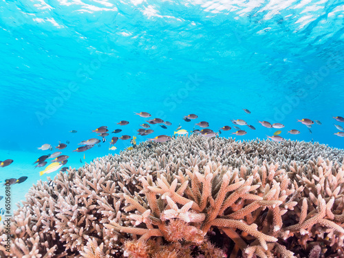 Fototapeta Naklejka Na Ścianę i Meble -  素晴らしいサンゴ礁の美しいノコギリダイ（フエフキダイ科）の群れ他。

日本国沖縄県島尻郡座間味村座間味島阿真ビーチにて。
2022年11月25日水中撮影。

