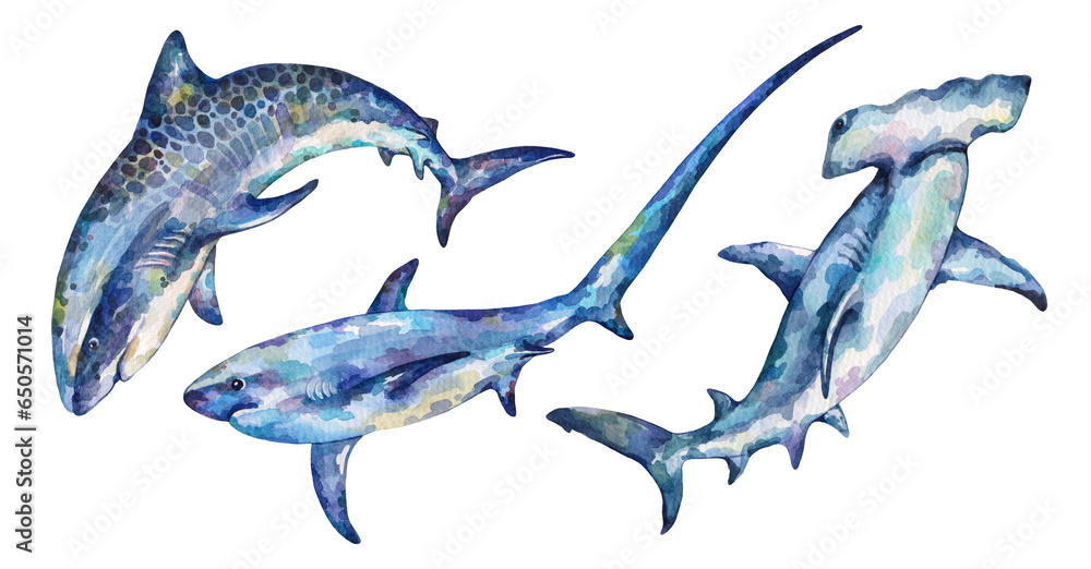 Watercolor Hammerhead Shark, Tiger shark, Thresher shark. Hand drawn illustrations isolated on white background. - obrazy, fototapety, plakaty 