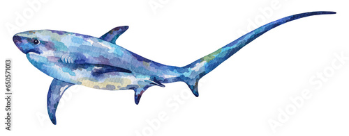 Watercolor Thresher shark. Hand drawn illustration isolated on white background.