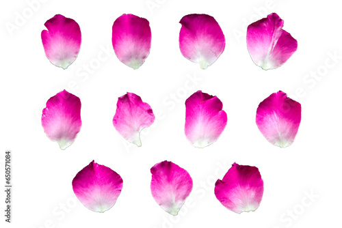 Set of 11 pink color rose petals on a white background or transparent