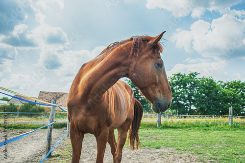 Fotografie Horses inside the enclosure on grassy meadow.Riding school.