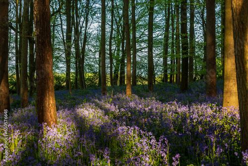 An abundance of bluebells growing in woodland in Sussex  with late afternoon light