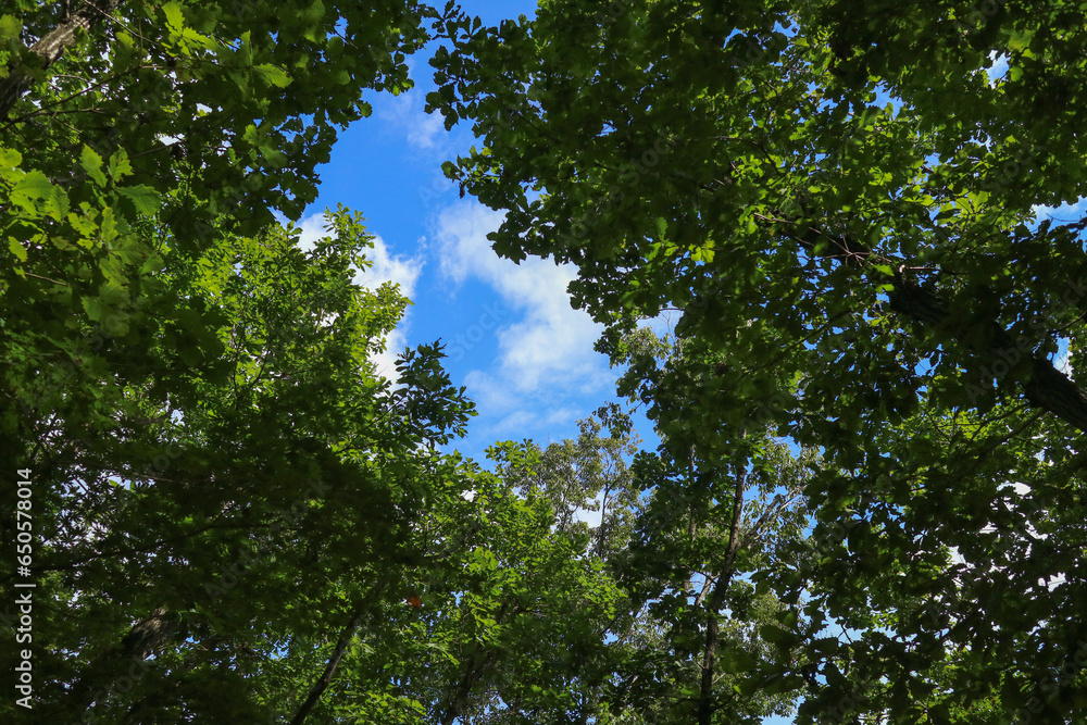 Fototapeta premium 울창한 숲 나뭇잎 사이로 보이는 푸른하늘