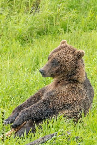 Grizzly bear (Ursus arctos horribilis), also known as silver bear, North American brown bear © vaclav