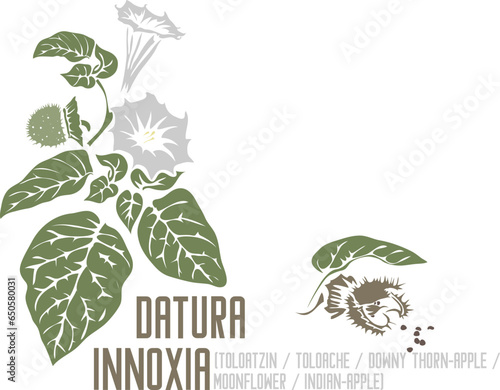 Downy thorn apple, Indian-apple, toloatzin medicinal herb in color vector silhouette. Set of Medicinal Datura innoxia fruit and flower in color image for pharmaceuticals. Medicinal herbs color drawing