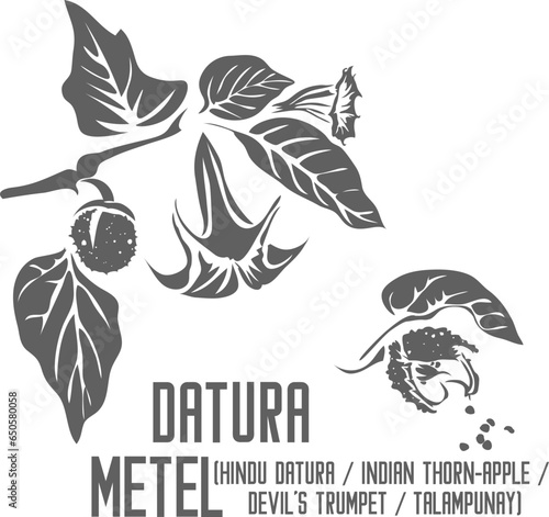 Hindu datura, Indian thorn-apple, devil's trumpet plant vector silhouette. Datura metel plant outline. Set of Datura metel fruit and seed in Line for pharmaceuticals. Contour drawing of medicinal herb