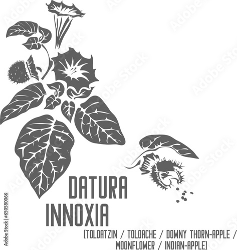 Thorn apple, downy thorn apple, Indian-apple, moonflower, toloatzin, toloache plant vector silhouette. Medicinal Datura innoxia herb outline. Set of Datura innoxia flower and fruit in Line
