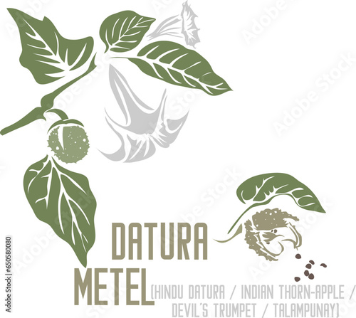 Hindu datura, Indian thorn-apple, devil's trumpet medicinal herb in color vector silhouette. Medicinal Datura metel plant. Set of Datura metel fruit and flowers in color image for pharmaceuticals.