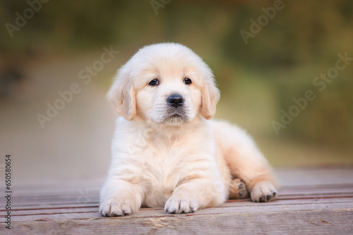 dog puppy newborn golden retriever labrador 1 month on a walk in the park in the summer. Small puppies for sale