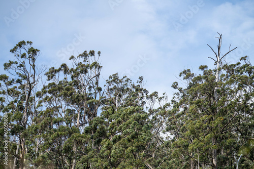 Fotografie gum tree leaves in the bush in Australia