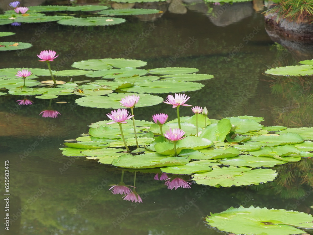 池で咲いている蓮の花 池で咲いている蓮の花