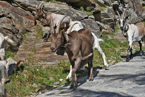Tableau sur toile Capre sulla salita verso il Parco Naturale Alpe Veglia e Alpe Devero, Valle d'Os