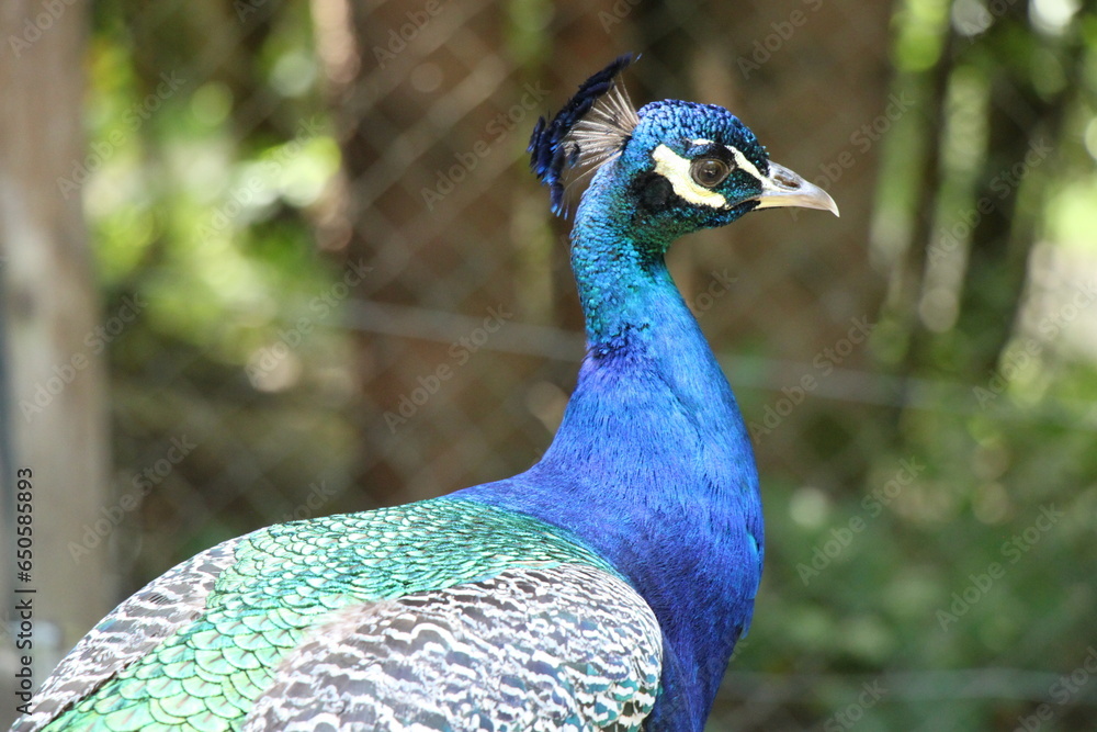 Obraz premium close-up of a peacock