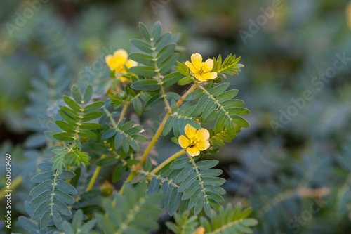 Macro image of Tribulus terrestris plant with flower photo