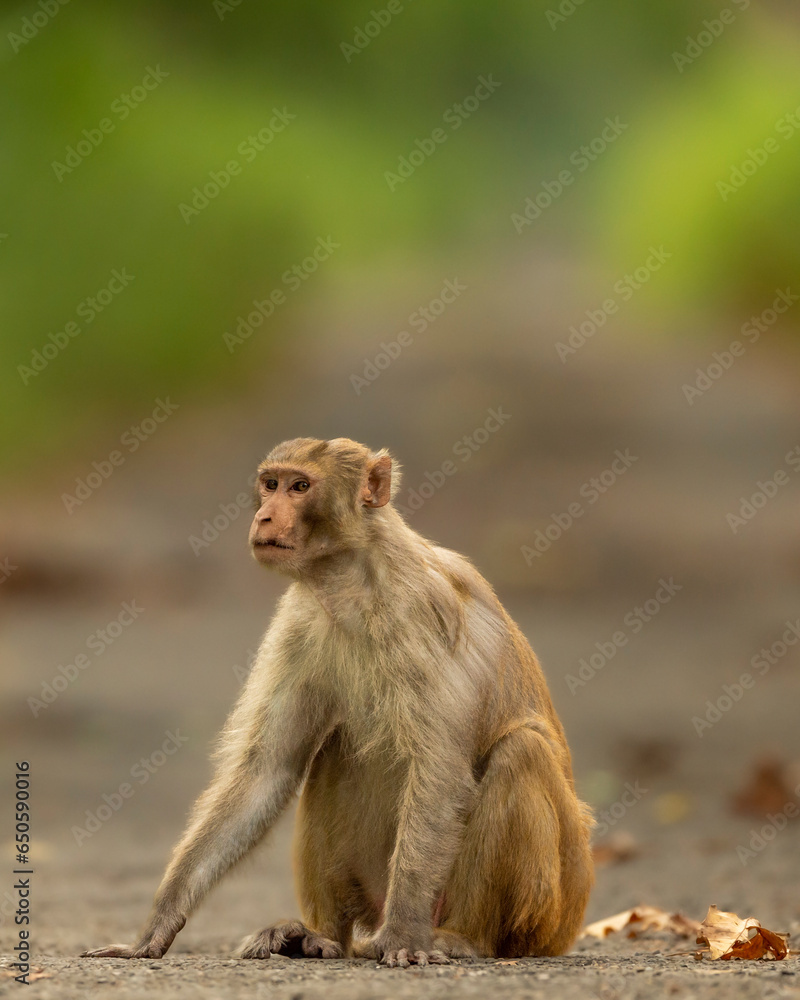 Obraz premium Rhesus macaque or Macaca monkey with expression blocking road or track at chuka ecotourism safari or pilibhit national park terai forest reserve uttar pradesh india asia