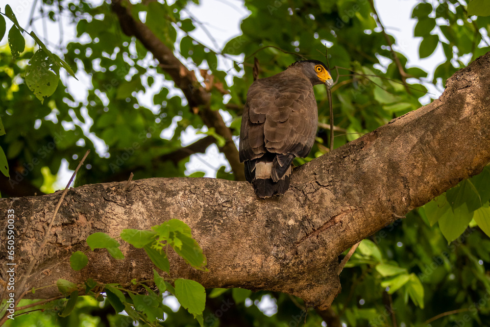 Crested Serpent Eagle or Spilornis cheela bird of prey closeup perched on tree with eye contact in safari at chuka ecotourism spot or pilibhit national park tiger reserve uttar pradesh india asia