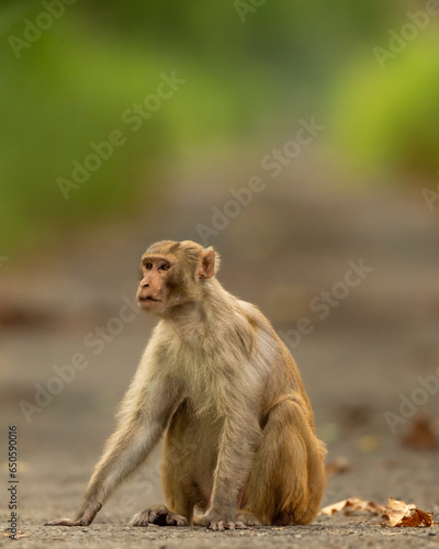 Rhesus macaque or Macaca mulatta monkey with expression blocking road or track at chuka ecotourism safari or pilibhit national park terai forest reserve uttar pradesh india asia