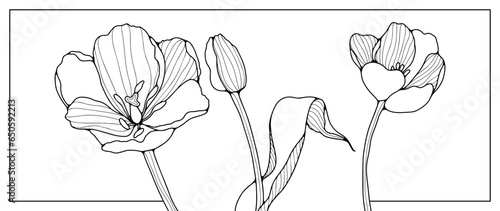 Black contours of three different tulip flowers on a white background. Outlines of flowers for coloring, creating designs and patterns. Silhouette of delicate tulips.