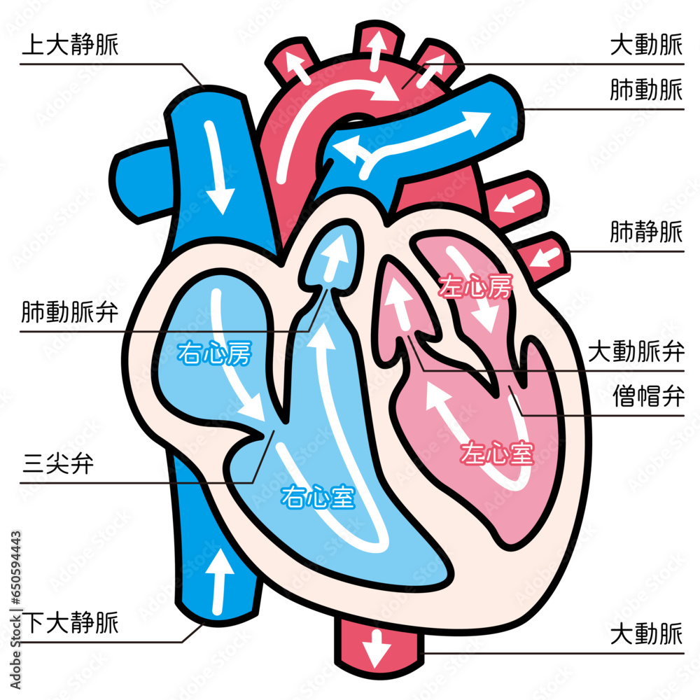 心臓のイラスト（主線・説明あり） Stock Vector | Adobe Stock
