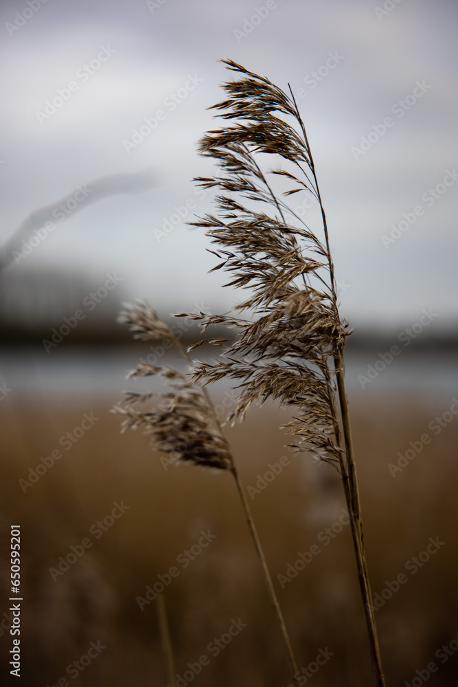 Obraz premium single stalk of grass with seeds blowing in the wind against a backdrop of the reeds and water on a grey cloudy day at the wetlands nature reserve