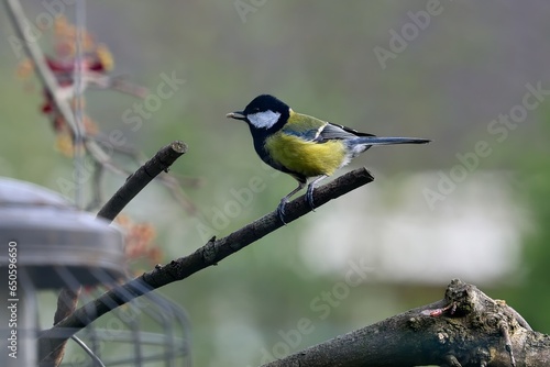 European Great Tit sat on a branch in profile with seed in its beak