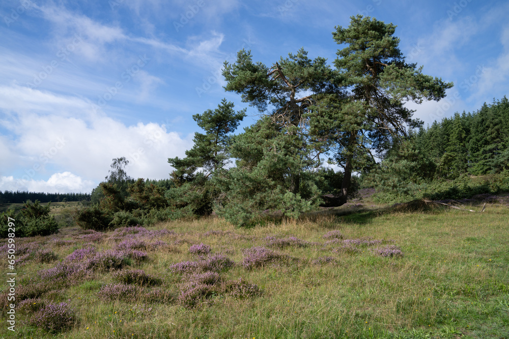 Obraz premium Vulkan Eifel, Rhineland-Palatinate, Germany