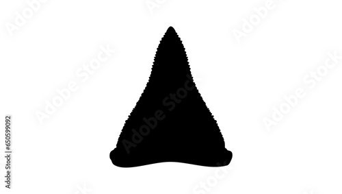 shark tooth silhouette, high detail black vector on transparent background