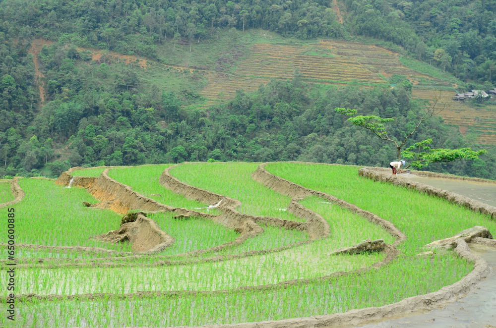 Fototapeta premium Aerial view of Sapa rice terraces in Vietnam.