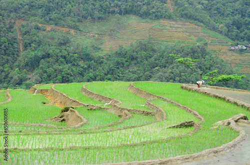 Aerial view of Sapa rice terraces in Vietnam.