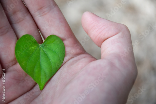 Close up heart shaped leaves on hand in beautiful blurred backgroun for concept of environment and sustainability,hand holding a heart leaf referring to heart disease,medical concept for heart disease