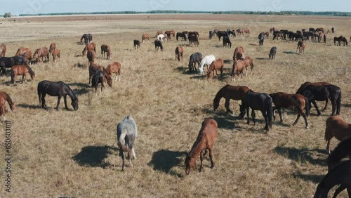 This stock video shows a herd of horses grazing in the steppe on a sunny day. This video will decorate your projects related to nature, pets, horses, horse breeding. photo