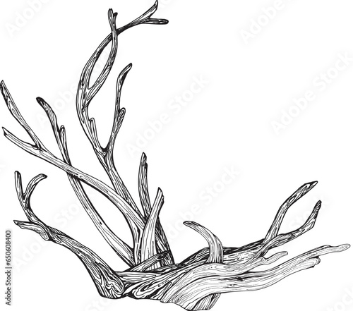 Illustration in black and white graphics driftwood, branch isolated. Hand-drawn translated into vector. Designed for design, printing on fabric, packaging, prints, stickers, posters, postcards