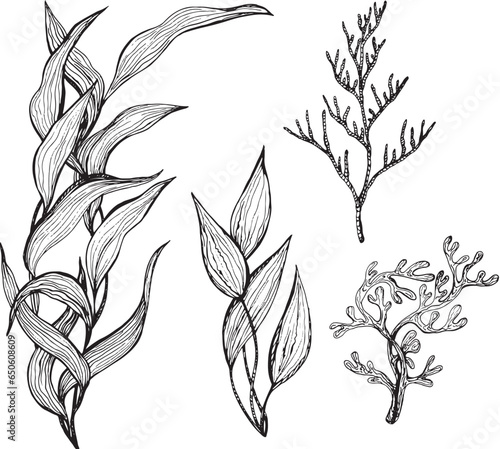 Marine set, seaweed collection. Black and white hand-drawn graphics translated into vector. The illustration is intended for design, printing on fabric, packaging
