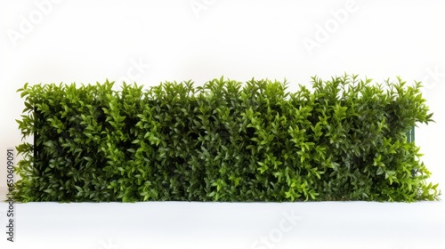 hedges and grass in front of lawn on white background © Patrick