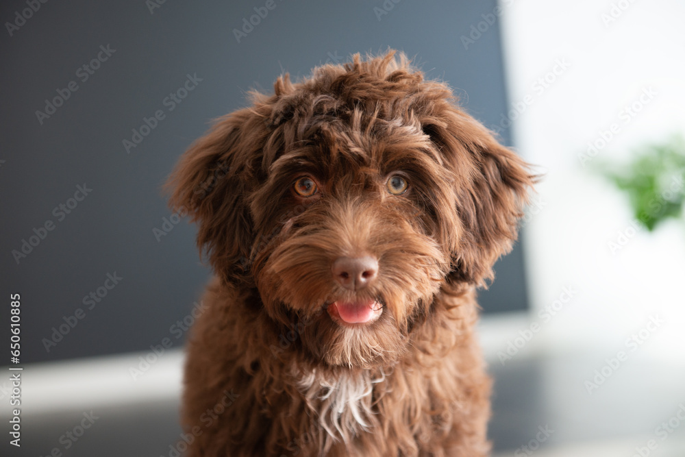 Puppy Yorkiepoo rests at home. Cute designer breed little dog, yorkshire terrier and poodle mix. Adorable pet's indoor portrait