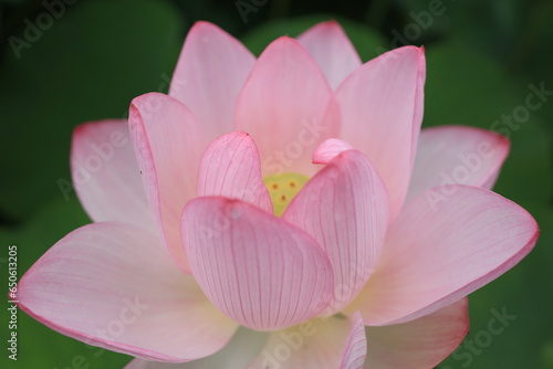 蓮の花畑