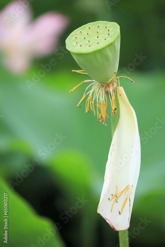 蓮の花畑