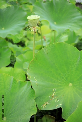 蓮の花畑